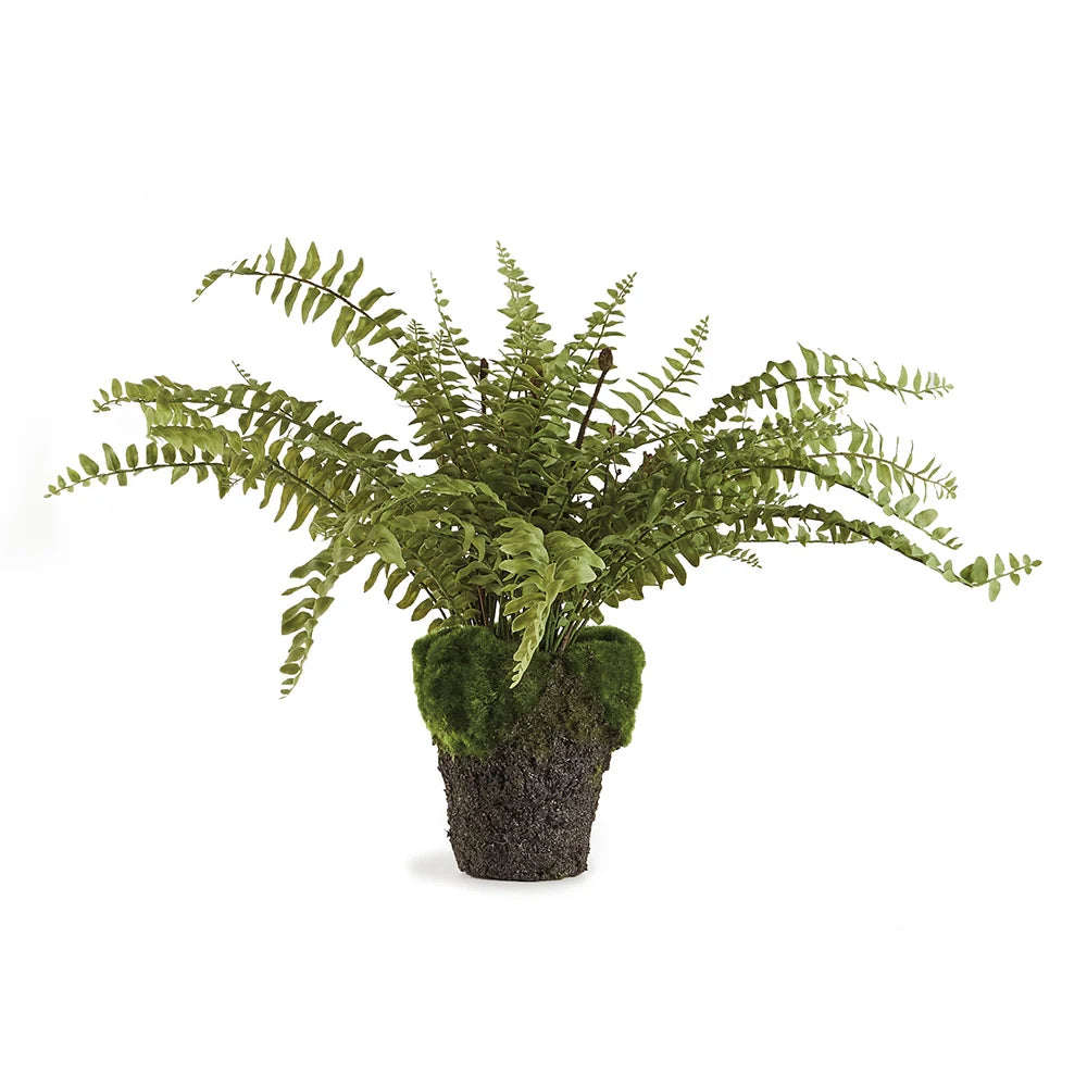16” drop in fern