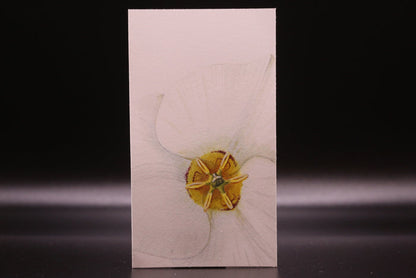 Sego Lily (0878)