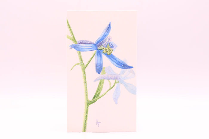Upland Larkspur (0879)