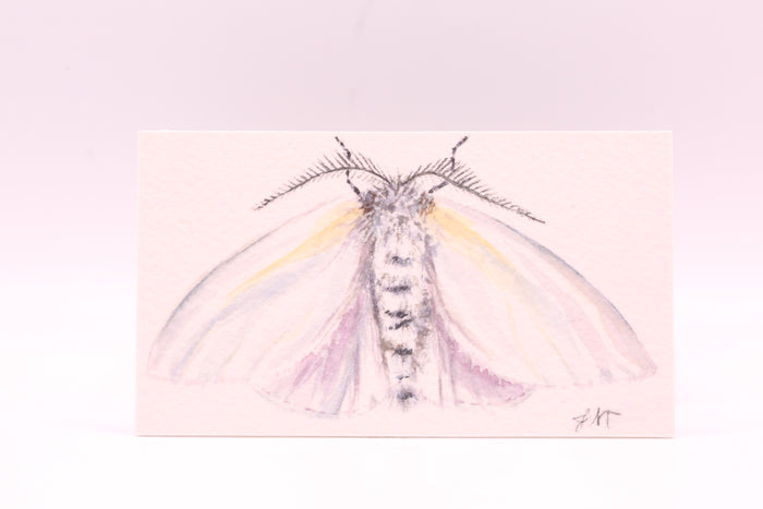 White Satin (0849)