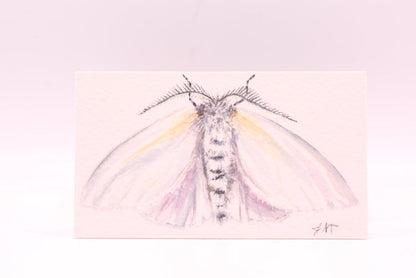 White Satin (0849)