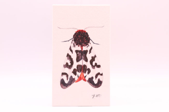 Garden Tiger (0847)