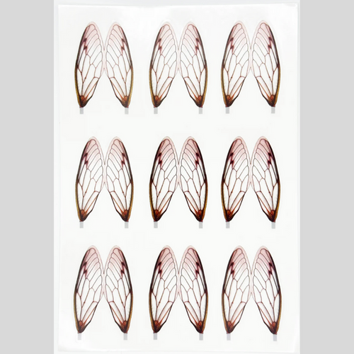 Surface Seducer® Cicada Wings